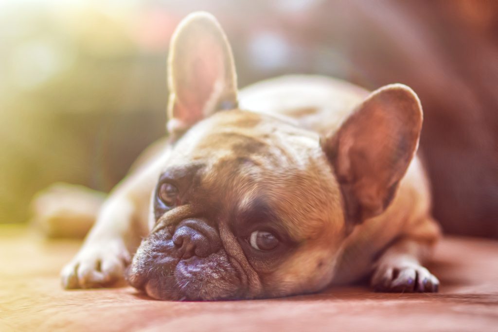 Survive the Dog Days of Summer With the Best Air Conditioning Systems.