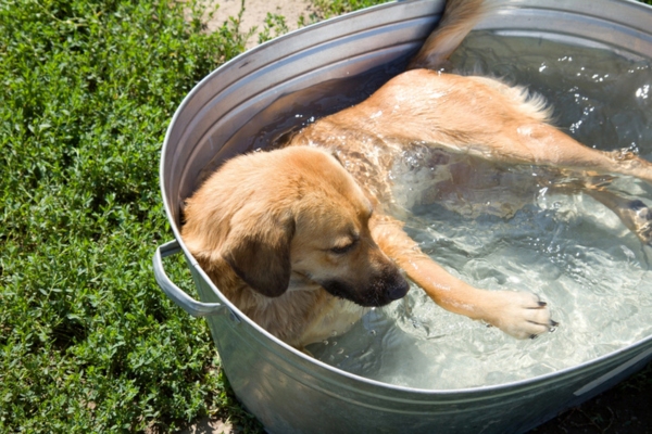 Dog soaking in water due to summer heat