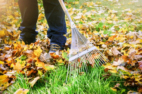 Homeowner cleaning autumn leaves using a rake