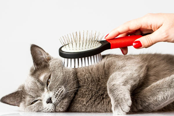 brushing cat to prevent pet dander