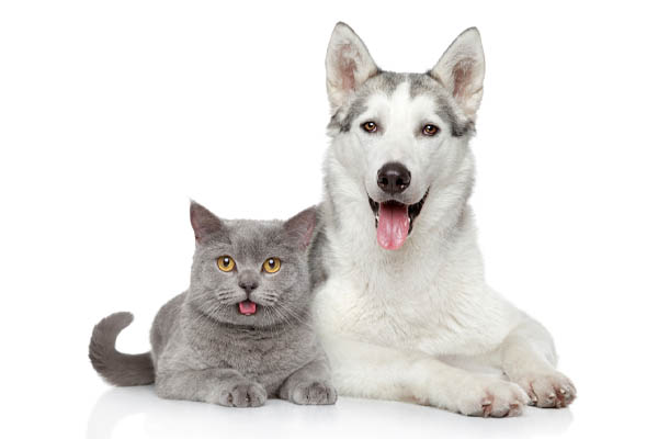 cat and dog with pet dander and indoor air quality