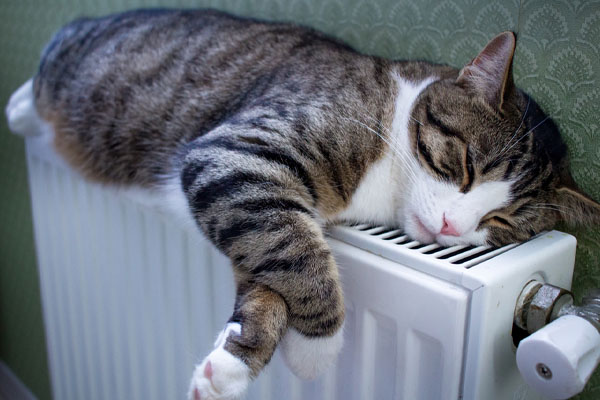 cat on radiator depicting home heating oil system