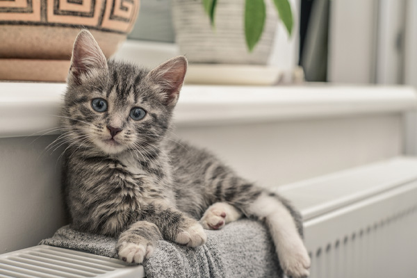 cute kitten on oil heat radiator