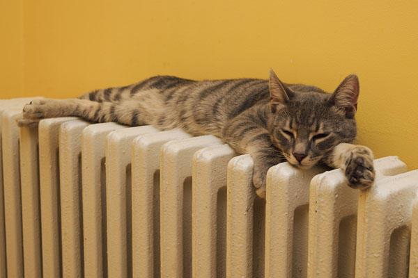image of a cat on a radiator of an oil-fired home heating boiler system
