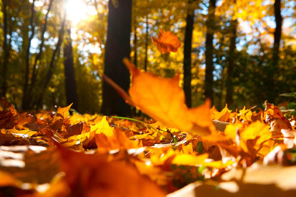 image of autumn leaves depicting time for furnace maintenance