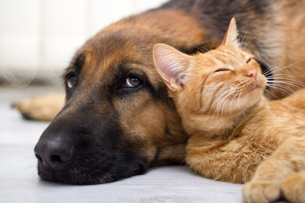 image of cat and dog depicting dander and indoor air pollutants