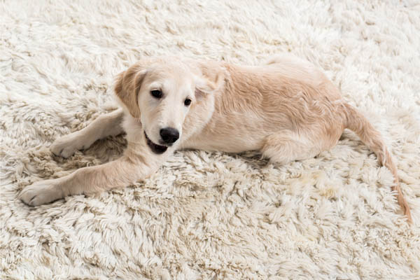 image of dog on carpet depicting indoor air quality