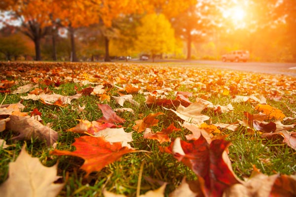 image of fall leaves depicting fall checklist for home maintenance