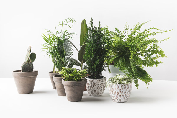 image of house plants that improve indoor air quality