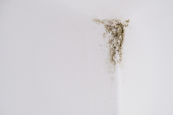 image of mildew growing on wall of a home