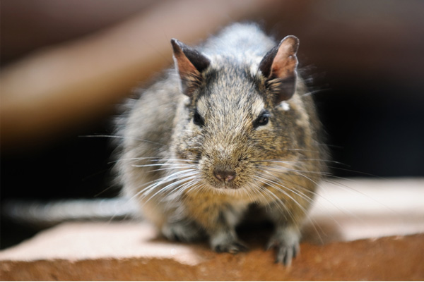 rodent in hvac ductwork